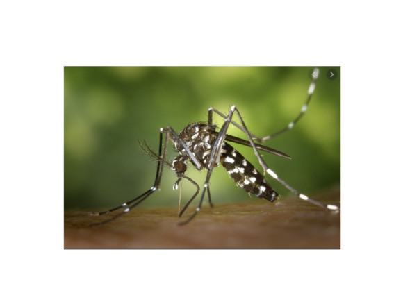 Protégeons-nous des moustiques